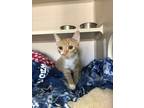 Adopt Mango a Domestic Short Hair