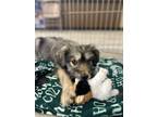 Adopt Yahtzee a Border Collie, Terrier