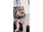 Adopt Marge a Terrier