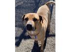 Adopt Sunflower a Shar-Pei