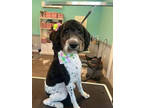Adopt Oreo a Portuguese Water Dog, Poodle
