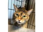 Adopt Yoshi a Domestic Short Hair