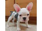 French Bulldog Puppy for sale in Oroville, WA, USA