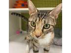 Adopt Goldie a Domestic Short Hair