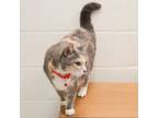 Adopt Patty Mintz a Domestic Medium Hair, Domestic Short Hair