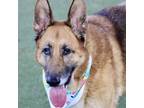 Adopt Luna a German Shepherd Dog, Mixed Breed