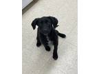 Adopt H litter - Hayley - adoption pending a Labrador Retriever