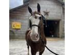 Adopt Sweetie a Quarterhorse