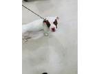 Adopt Horchata - IN FOSTER a Mixed Breed