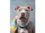 Adopt Lorraine a Pit Bull Terrier, Mixed Breed