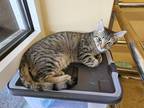 Adopt Thistle a Tabby, Domestic Short Hair