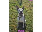 Adopt Moxie a Terrier, Mixed Breed