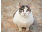 Adopt Merry a Domestic Short Hair