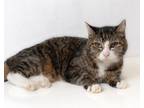 Adopt Esme a Domestic Short Hair