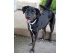 Adopt Daisey a Labrador Retriever