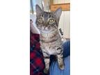 Adopt Nala a Domestic Short Hair