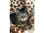 Adopt Emerald a Domestic Short Hair