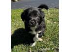 Adopt Uconn a Border Collie