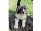 Adopt Sloane Purple a Australian Shepherd