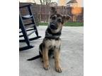 Adopt Sam R a German Shepherd Dog