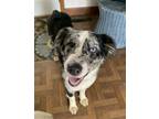 Adopt Skyler a Australian Shepherd