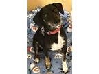 Adopt Momma Nova a Rat Terrier, Terrier