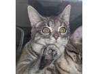 Adopt Jovial a Domestic Short Hair