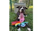 Adopt Bumble a Pit Bull Terrier