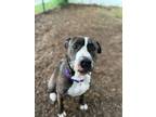 Adopt Bumble a Pit Bull Terrier