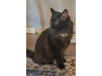 Adopt Olive a Domestic Long Hair