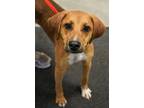 Adopt Dixie a Coonhound, Mixed Breed