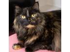 Adopt Mallory a Domestic Short Hair