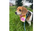 Adopt Jam a Beagle