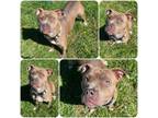 Adopt Piranha a Pit Bull Terrier