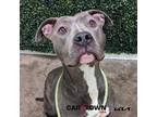 Adopt Serenity a Pit Bull Terrier