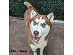 Adopt Hazel a Siberian Husky