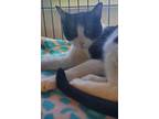 Adopt Dorothy a Domestic Short Hair