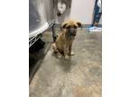 Adopt Princess Daisy a Mixed Breed