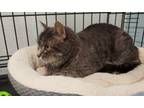 Adopt Patience a Domestic Short Hair