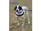 Adopt Zolivia a Pointer