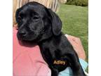 Adopt Adley a Black Labrador Retriever