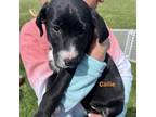 Adopt Callie a Black Labrador Retriever