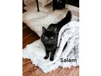 Adopt Salem a Domestic Medium Hair, Domestic Short Hair