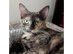 Adopt Petunia a Domestic Short Hair