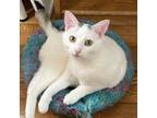 Adopt Freya a American Shorthair