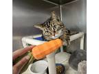 Adopt Khaleesi a Domestic Short Hair