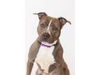 Adopt AppleJack a Mixed Breed