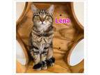 Adopt Lena a Domestic Short Hair