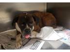 Adopt Margie *Coming Soon* a Boxer