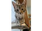 Adopt Boo a Domestic Short Hair